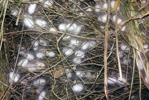 تولید 2460 کیلوگرم  پیله تر در شهرستان خداآفرین