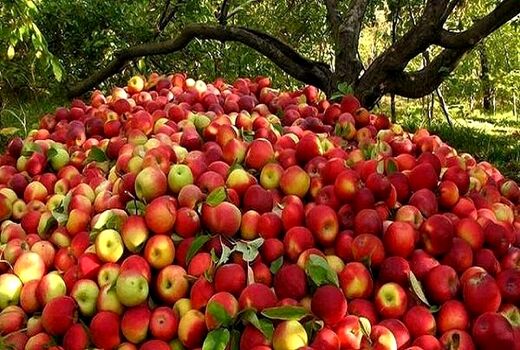 ضایعات واقعی بخش کشاورزی کمتر از ۱۵ درصد است