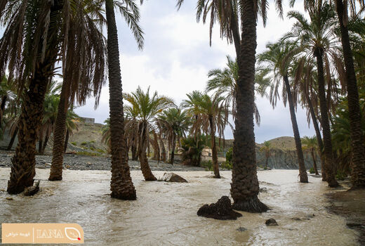 بارش باران و سیراب شدن باغ ها و مزارع در سردشت هرمزگان