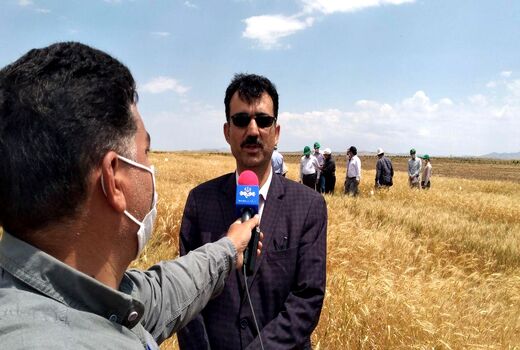برنامه‌ریزی برای اختصاص  ۱۰ درصد زمین‌های دیم به کشت علوفه در تناوب با غلات 