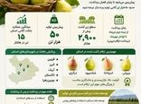  پیش‌بینی برداشت ۵۰ هزار تن گلابی از باغات قزوین