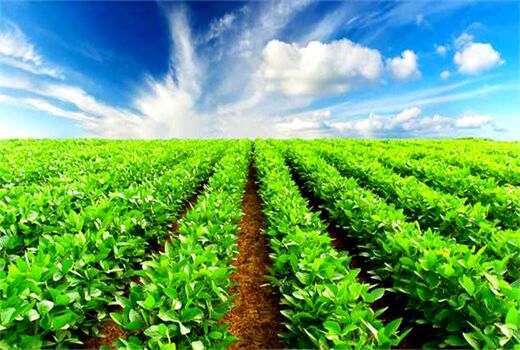 مبارزه و کنترل مگس میوه مدیترانه‌ای به طورجدی و مستمر در حال انجام است