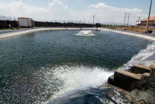 رها سازی بچه ماهی کپور در استخر های سپیدان