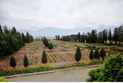  کاشت گیاهان دارویی گزینه مناسب برای مقابله با بحران کم آبی
