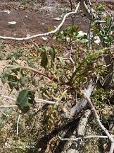 سرمای بهاره خسارت ۲۰ تا ۸۰ درصدی به باغات شهرستان راور وارد کرد