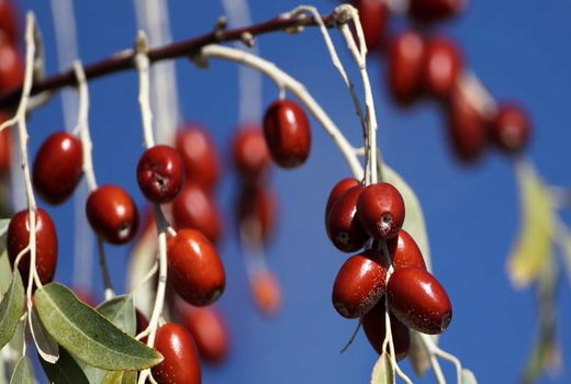 برداشت ۳۵ تن سنجد از باغ‌های آذربایجان غربی