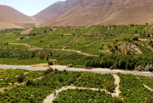  برداشت سالانه ۵۰ هزار تن انگور در چهارمحال و بختیاری 