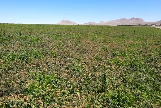 سرمازدگی به کشاورزی خرم بید خسارت زد