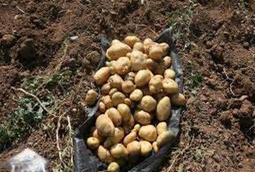 کاشت سیب زمینی بهاره در شهرستان ارزوئیه 