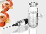 واکسن های وارداتی طیور، تولید کننده داخلی را به حاشیه می راند
