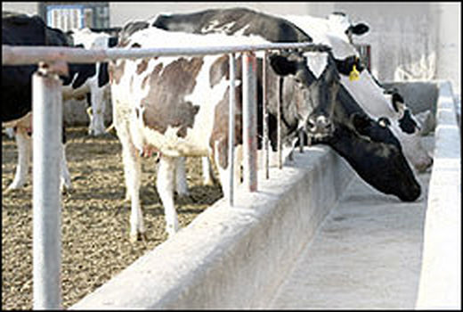 ایران محصولات ژنتیکی دامی به کشورهای منطقه صادر می‌کند