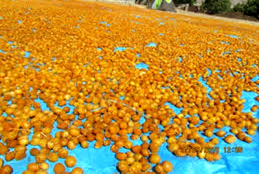 تولید پنج هزار تن آلوبخارا در بوانات