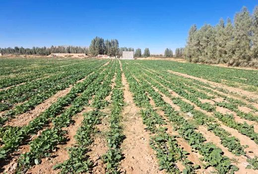 پایان کشت کلزا در زرین دشت