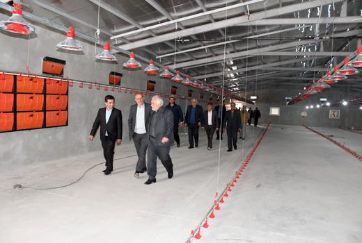  افزایش ۱۶ درصدی تولید مرغ گرم در شهریورماه سال 1404 در آذربایجان شرقی 