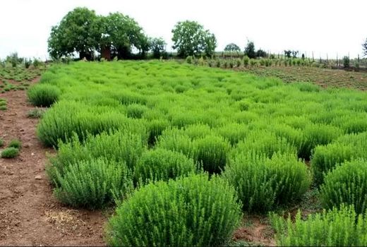 سطح زیر کشت آویشن در مرودشت به هشت هکتار رسید