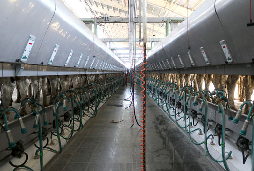 460 هزار تن شیر در واحدهای دامی استان قزوین تولید شد