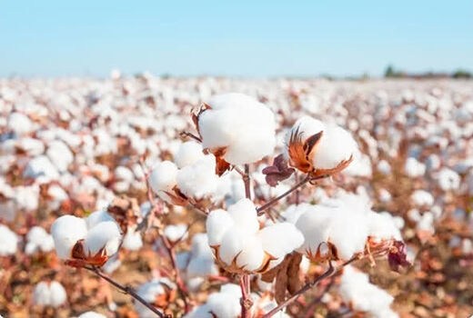 پیش‌بینی تولید ۶۷ هزار تن پنبه در مزارع استان فارس