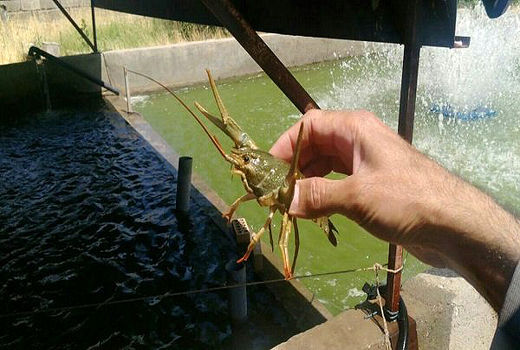 شاه‌میگوی ایرانی و جذب سرمایه‌گذار به کشور 