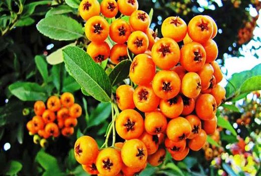 برداشت زالزالک در استان قزوین آغاز شد