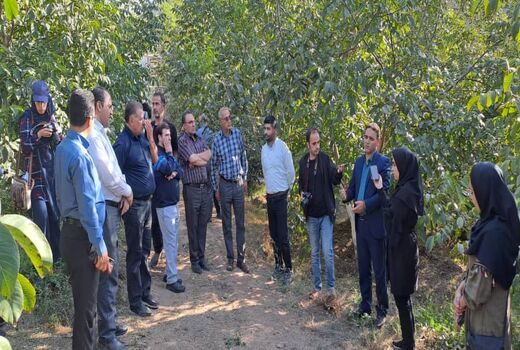 ایجاد بزرگترین باغ الگویی و اصلاح شده گردوی شمال غرب کشور در شهرستان کلیبر