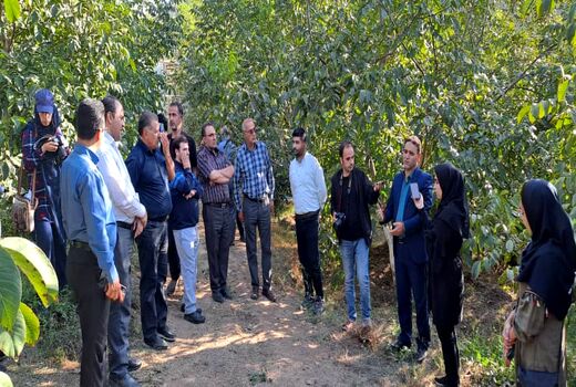 ایجاد بزرگترین باغ الگویی و اصلاح شده گردوی شمال غرب کشور در شهرستان کلیبر