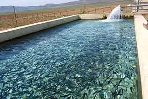 ماهی‌های پرورشی روی دست تولیدکنندگان اصفهانی مانده است