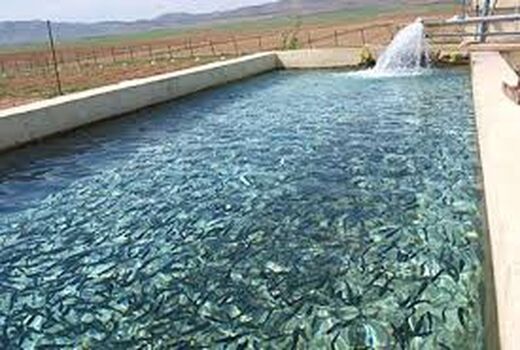 ماهی‌های پرورشی روی دست تولیدکنندگان اصفهانی مانده است