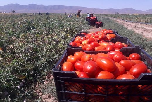  برداشت گوجه فرنگی از مزارع سرچهان شروع شد 