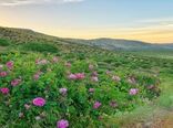 بی رقیبی کیفیت گلاب نطنز  در شرایط آب و هوایی مناسب