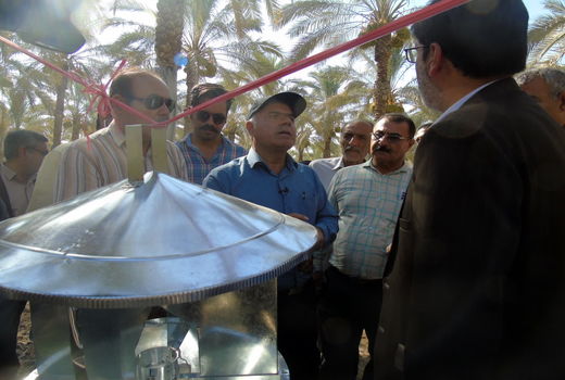 ۶۰۰۰ هکتار از نخیلات بوشهر تحت تاثیر شدید آفات چوب‌خوار خرما است