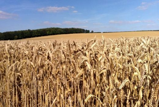 گندم در بریتانیا گران می‌شود