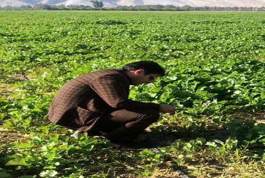 افزایش 38 درصدی کاشت کلزا در قیروکارزین