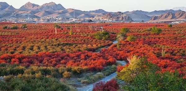 افین میزبان مراسم افتتاح جشنواره ملی زرشک