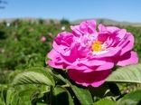 برداشت گل محمدی در کاشان آغاز شد