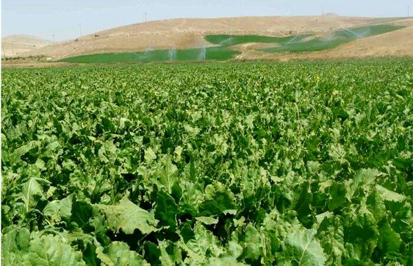 پیش‌بینی کشت 15 هزار هکتار چغندرقند پاییزه در خوزستان