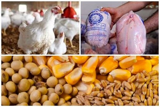 آغاز نظارت جدی بر۱۷ کشتارگاه مرغ دراصفهان