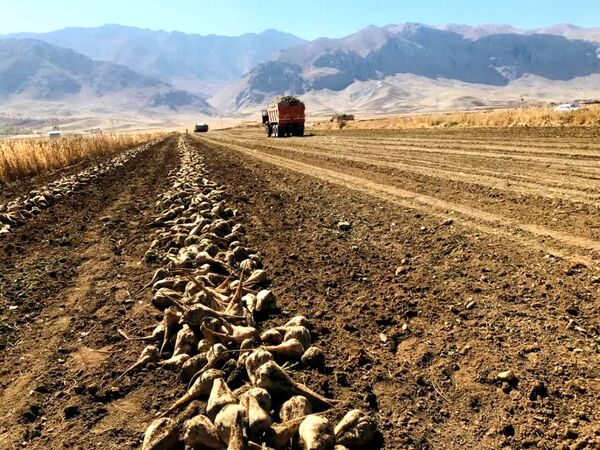 بیش از ۲۰ هزار تن چغندر قند از مزارع شهرستان کیار برداشت می شود