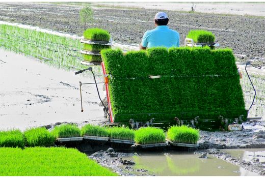 کشت قراردادی برنج در 28 هزار هکتار شالیزار مازندران