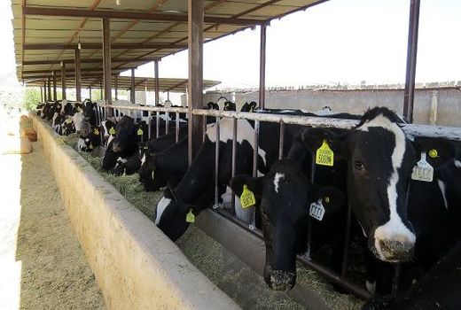 دام های بدون پلاک قاچاق محسوب می شوند