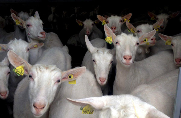 با تولید 704 تن شیر، دام‌ها اصلاح نژاد می‌شوند