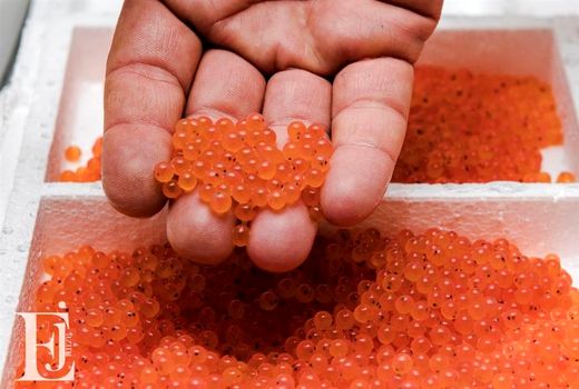 تولید بیش از 10 میلیون تخم سبز و چشم زده ماهی قزل آلا در شهرستان فریدونشهر