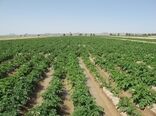 افتتاح 132پروژه بخش کشاورزی در سیستان و بلوچستان 