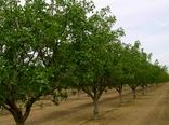تولید 14هزار تن گردو در باغ های فارس