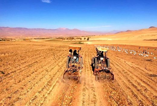 پیش‌بینی برداشت ۲۵۰ هزار تن سیب‌زمینی از مزارع چهارمحال و بختیاری