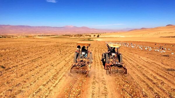 پیش‌بینی برداشت ۲۵۰ هزار تن سیب‌زمینی از مزارع چهارمحال و بختیاری