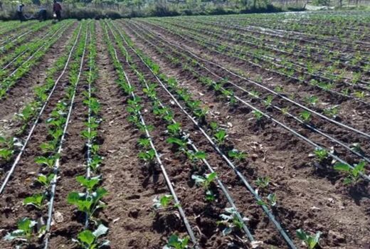 تجهیز بیش از ۷۲ هزار هکتار از اراضی کشاورزی استان آذربایجان‌ غربی به سیستم های آبیاری نوین