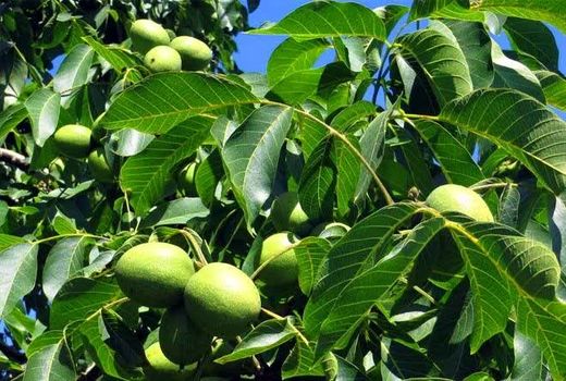 آغاز برداشت محصول گردو از سطح باغات این استان قزوین