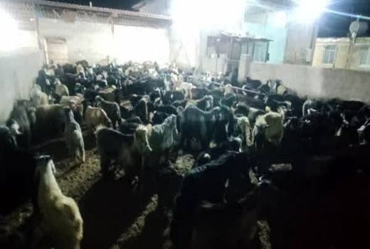 محموله قاچاق 281 راسی دام در شهرستان بیضا توقیف شد