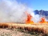 کشاورزان مراقب وقوع آتش ‌سوزی در مزارع و اراضی کشاورزی باشند 