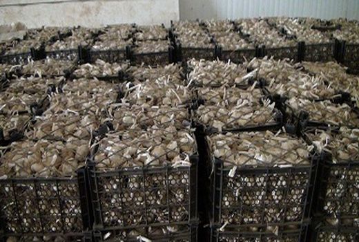 ظرفیت تولید محصولات کشاورزی استان مرکزی از مرز دو میلیون تن گذشت